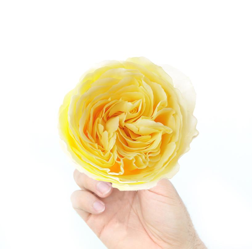 Campanella Star thumbnail