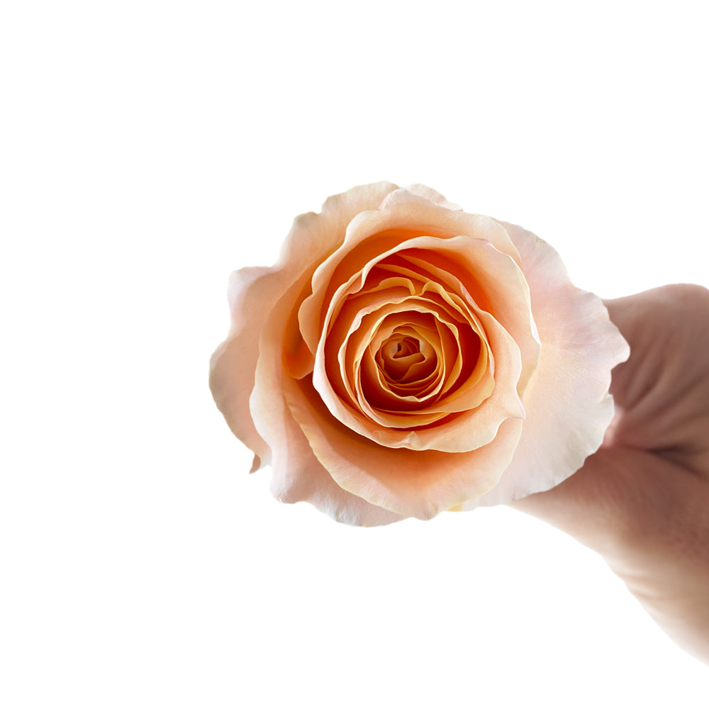 Peach Garden thumbnail