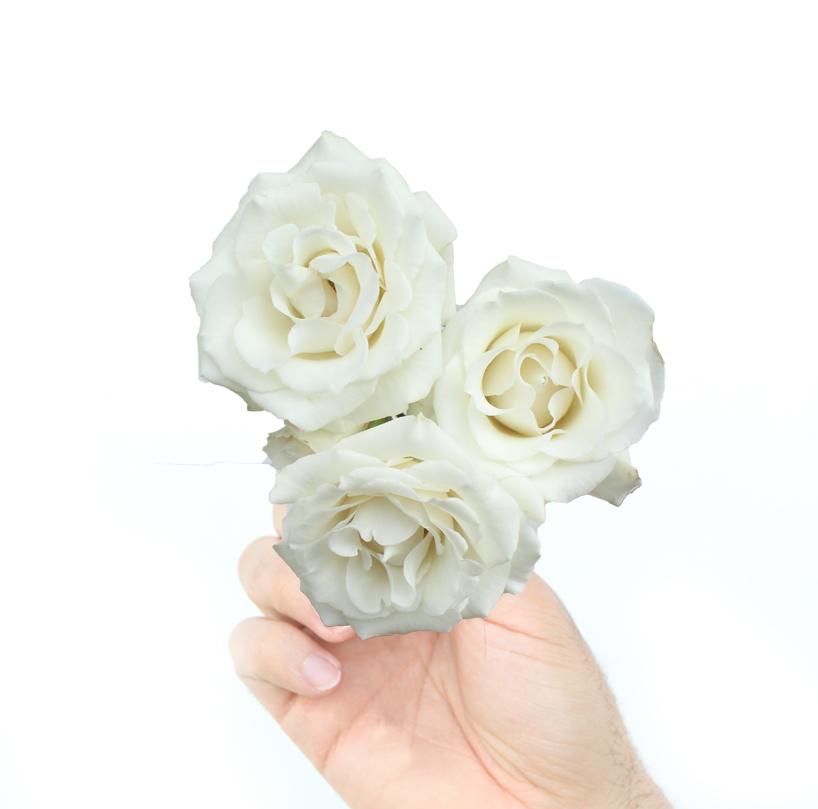 White Majolica thumbnail